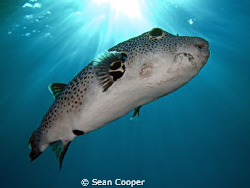 Starry puffer.
(Canon G10&Epoque DS150 strobe) by Sean Cooper 
